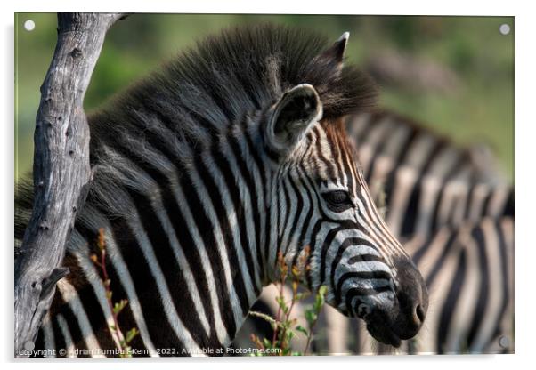 Portrait of plains zebra calf Acrylic by Adrian Turnbull-Kemp