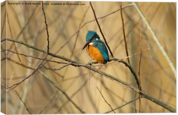 Kingfisher 1 Canvas Print by Mark Rosher