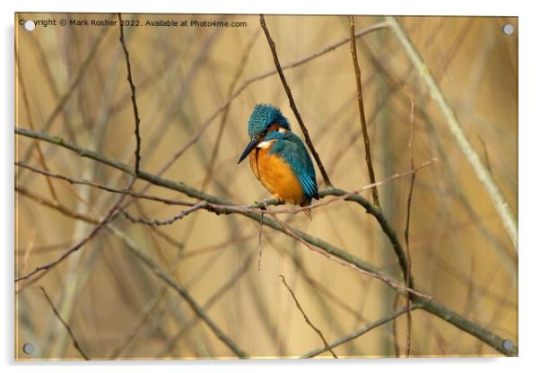 Kingfisher 1 Acrylic by Mark Rosher