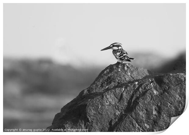 pied kingfisher Print by anurag gupta