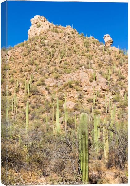 SAGUARO NATIONAL PARK Scenic impression  Canvas Print by Melanie Viola