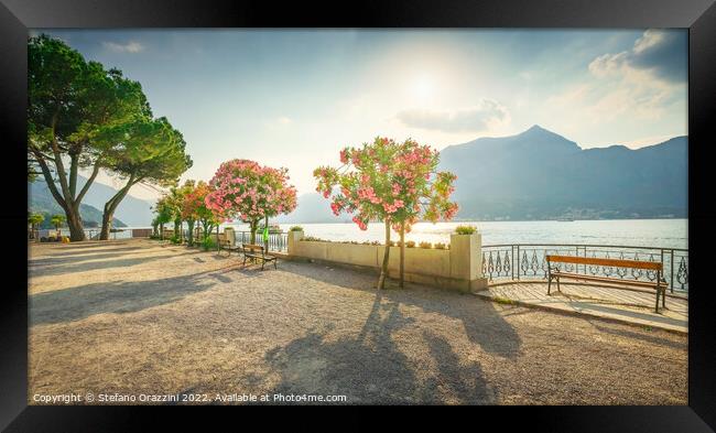 Bench and trees on the lakefront of Lake Como. Bellagio, Italy Framed Print by Stefano Orazzini