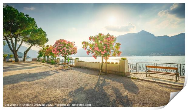 Bench and trees on the lakefront of Lake Como. Bellagio, Italy Print by Stefano Orazzini