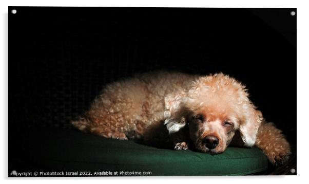 Apricot Miniature Poodle Acrylic by PhotoStock Israel