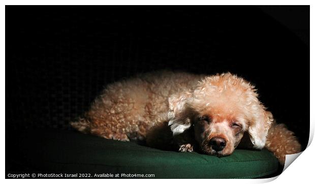 Apricot Miniature Poodle Print by PhotoStock Israel