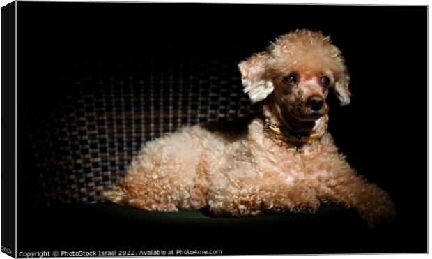 Apricot Miniature Poodle Canvas Print by PhotoStock Israel