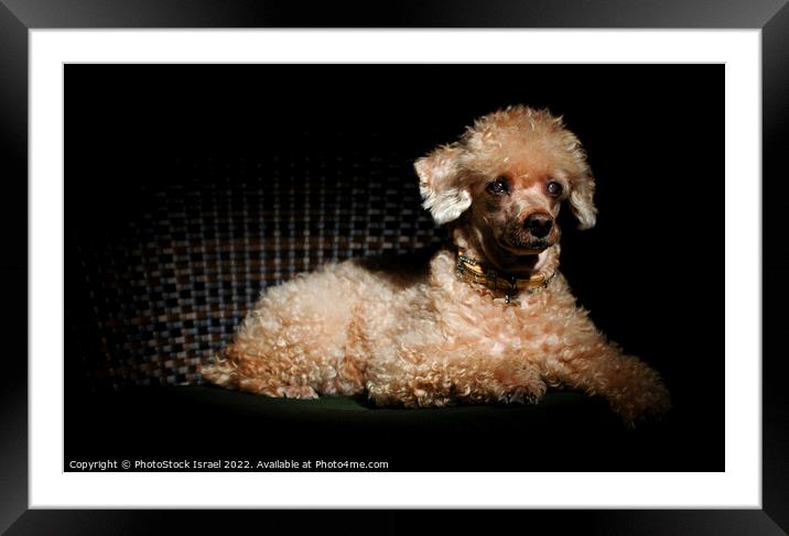 Apricot Miniature Poodle Framed Mounted Print by PhotoStock Israel