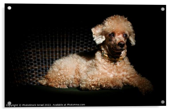 Apricot Miniature Poodle Acrylic by PhotoStock Israel