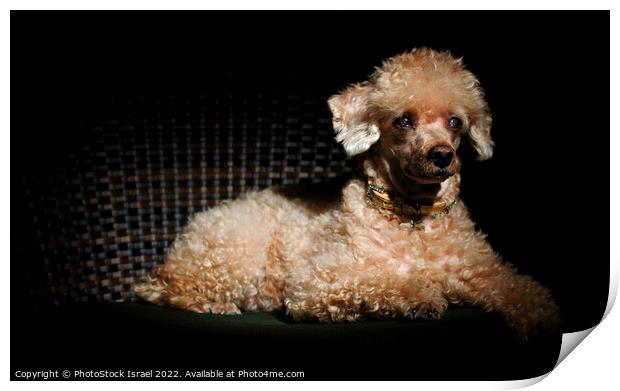 Apricot Miniature Poodle Print by PhotoStock Israel