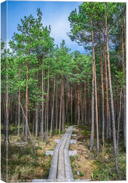 Wooden trail in pine forest Canvas Print by Maria Vonotna