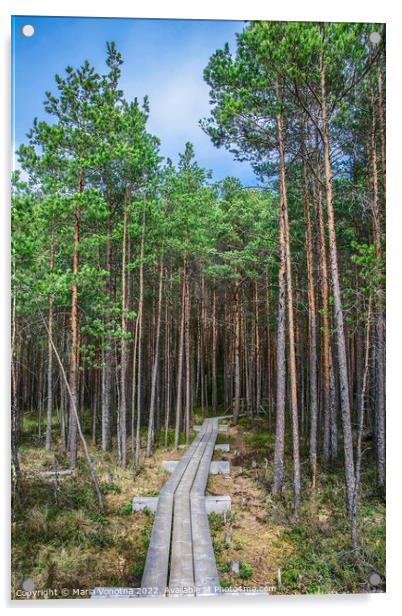 Wooden trail in pine forest Acrylic by Maria Vonotna