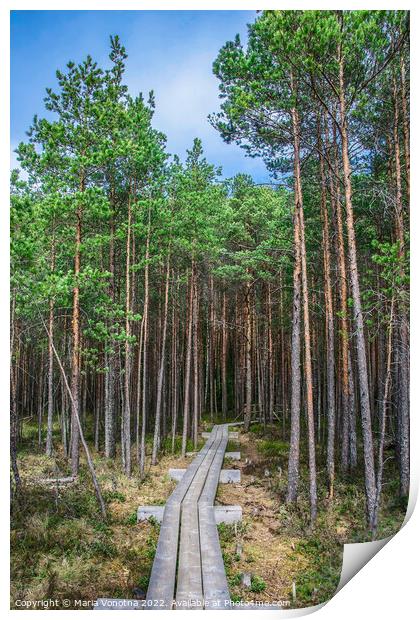 Wooden trail in pine forest Print by Maria Vonotna