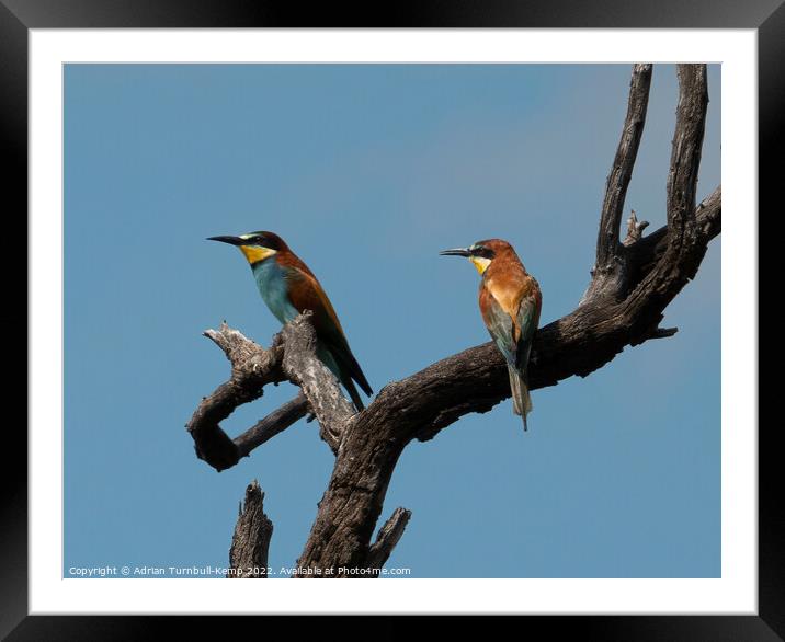 European bee-eaters (Merops apiaster) Framed Mounted Print by Adrian Turnbull-Kemp