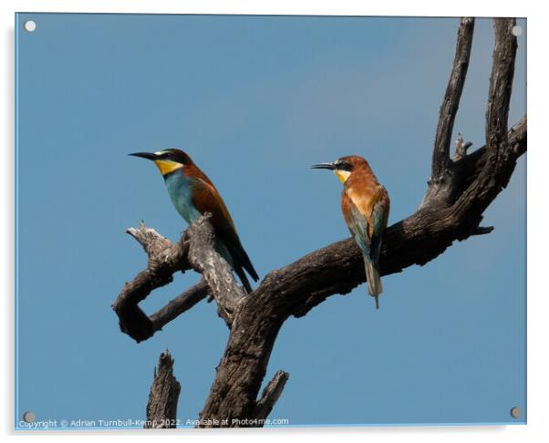 European bee-eaters (Merops apiaster) Acrylic by Adrian Turnbull-Kemp
