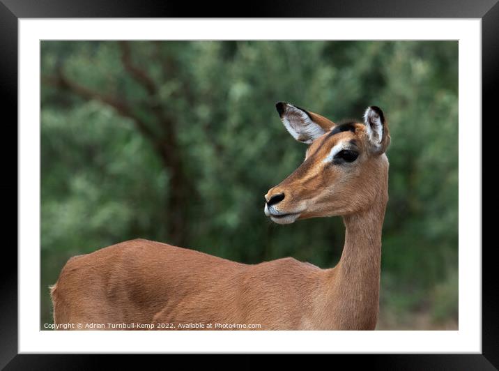 Alert Impala ewe (Aepyceros melampus)  Framed Mounted Print by Adrian Turnbull-Kemp