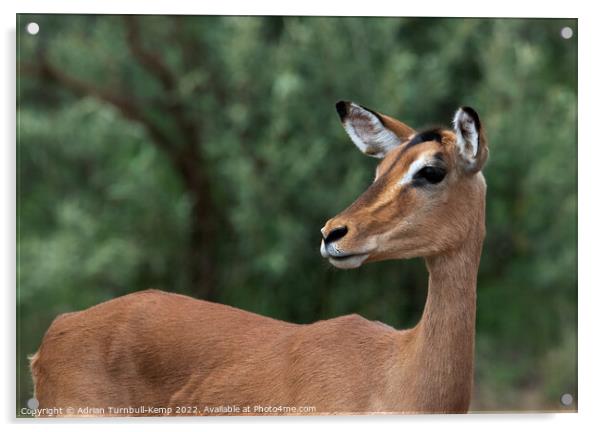 Alert Impala ewe (Aepyceros melampus)  Acrylic by Adrian Turnbull-Kemp