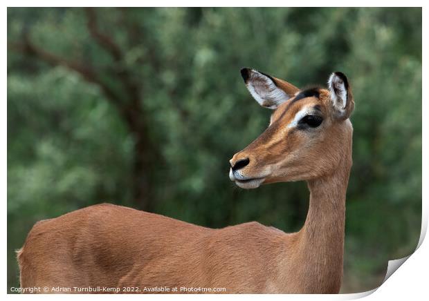 Alert Impala ewe (Aepyceros melampus)  Print by Adrian Turnbull-Kemp