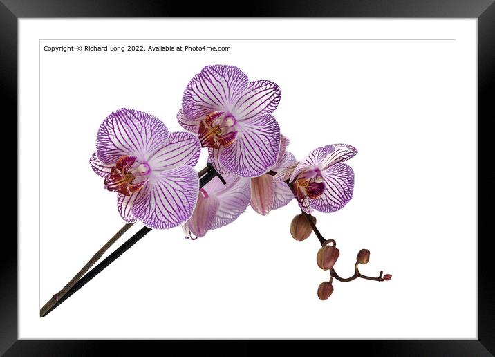 Purple stripe Orchid Framed Mounted Print by Richard Long