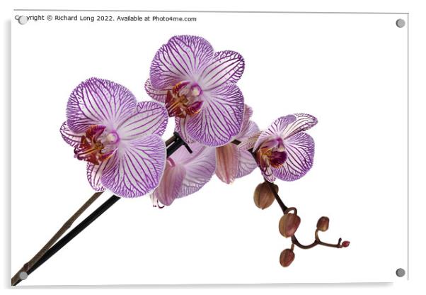 Purple stripe Orchid Acrylic by Richard Long