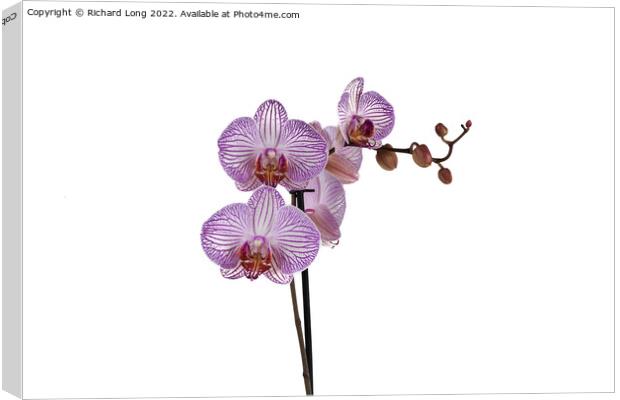 Purple Stripe Orchid Canvas Print by Richard Long