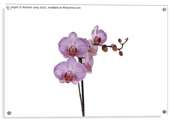 Purple Stripe Orchid Acrylic by Richard Long