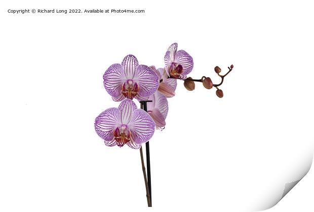 Purple Stripe Orchid Print by Richard Long