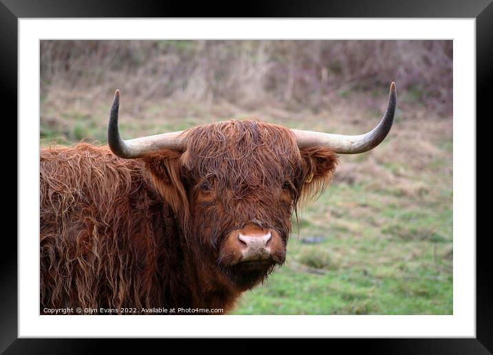 Highland cattle. Framed Mounted Print by Glyn Evans