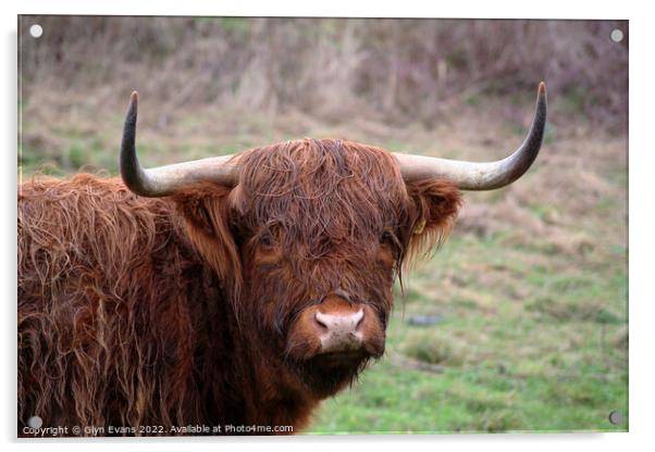 Highland cattle. Acrylic by Glyn Evans