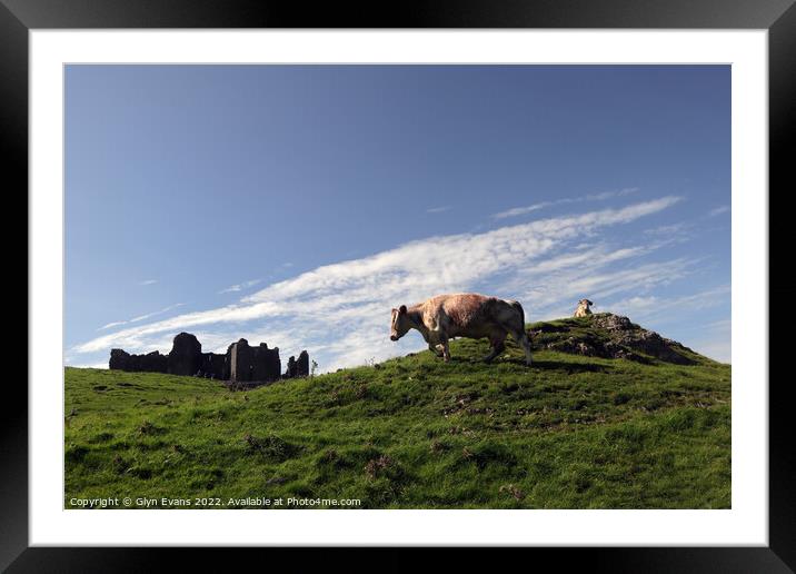 Longhorn Cattle at Carreg Cennen. Framed Mounted Print by Glyn Evans
