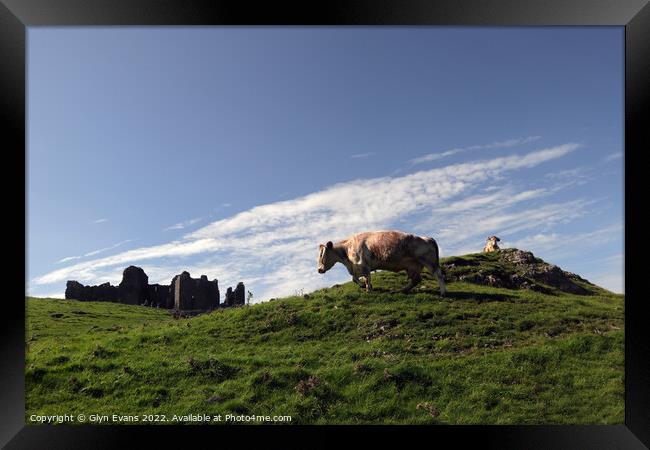 Longhorn Cattle at Carreg Cennen. Framed Print by Glyn Evans
