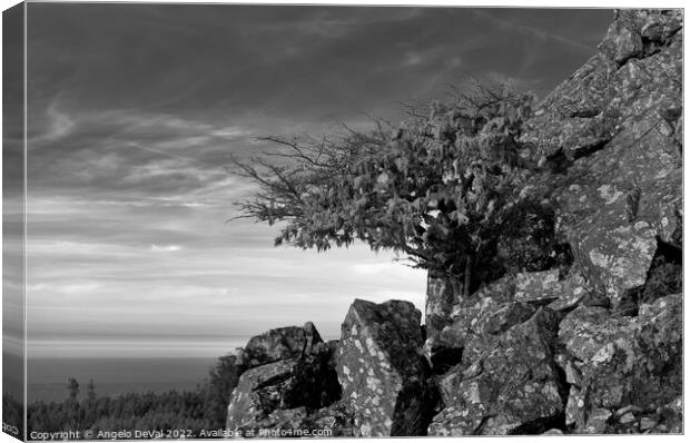 Tree and Rocks in Monochrome. Monchique Canvas Print by Angelo DeVal