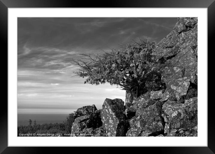 Tree and Rocks in Monochrome. Monchique Framed Mounted Print by Angelo DeVal