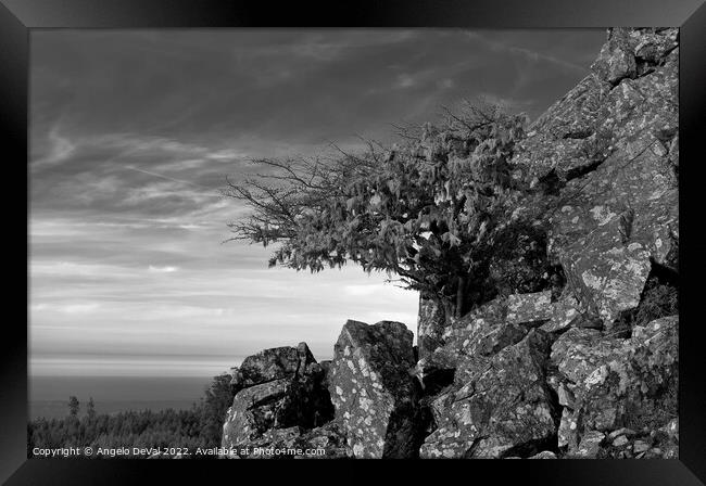 Tree and Rocks in Monochrome. Monchique Framed Print by Angelo DeVal