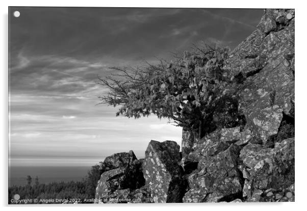 Tree and Rocks in Monochrome. Monchique Acrylic by Angelo DeVal
