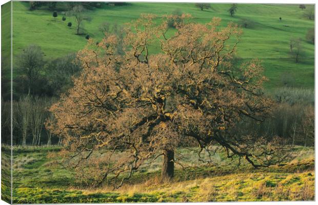 The British Oak Tree Canvas Print by Simon Johnson