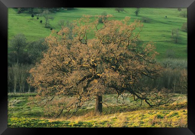 The British Oak Tree Framed Print by Simon Johnson