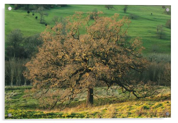 The British Oak Tree Acrylic by Simon Johnson