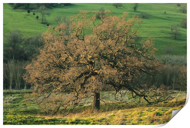 The British Oak Tree Print by Simon Johnson
