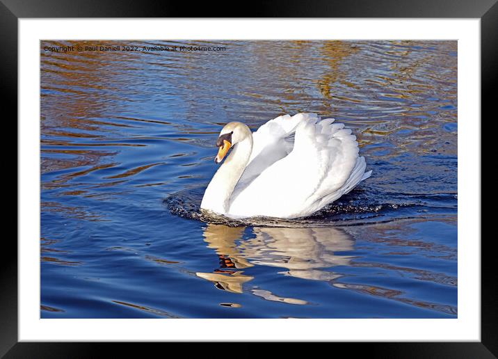 Swan on lake Framed Mounted Print by Paul Daniell