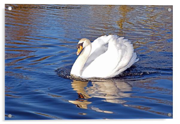 Swan on lake Acrylic by Paul Daniell
