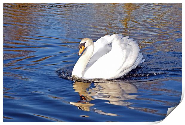 Swan on lake Print by Paul Daniell