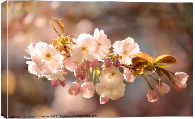 sunlit Cherry Blossom Canvas Print by Simon Johnson