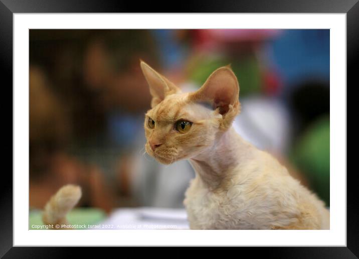 white Cornish Rex Framed Mounted Print by PhotoStock Israel