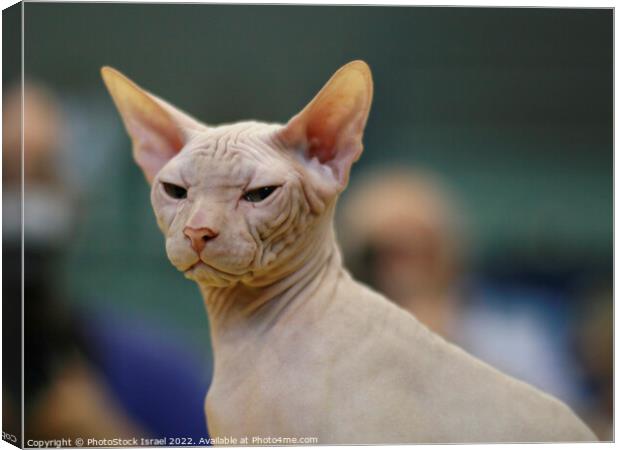 Sphynx Hairless cat Canvas Print by PhotoStock Israel
