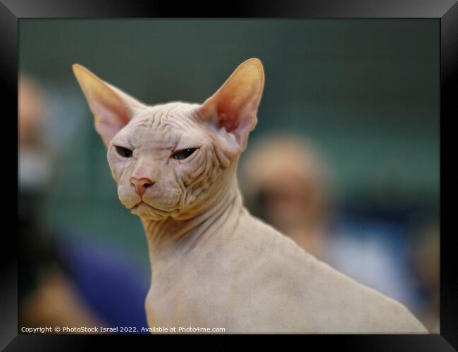 Sphynx Hairless cat Framed Print by PhotoStock Israel