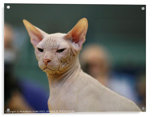 Sphynx Hairless cat Acrylic by PhotoStock Israel
