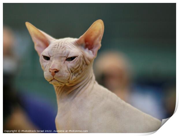Sphynx Hairless cat Print by PhotoStock Israel