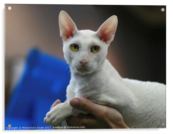 white Cornish Rex Acrylic by PhotoStock Israel