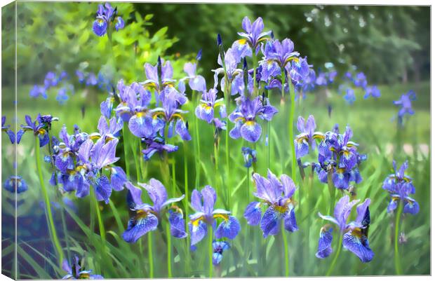 Blue Irises Canvas Print by Alison Chambers