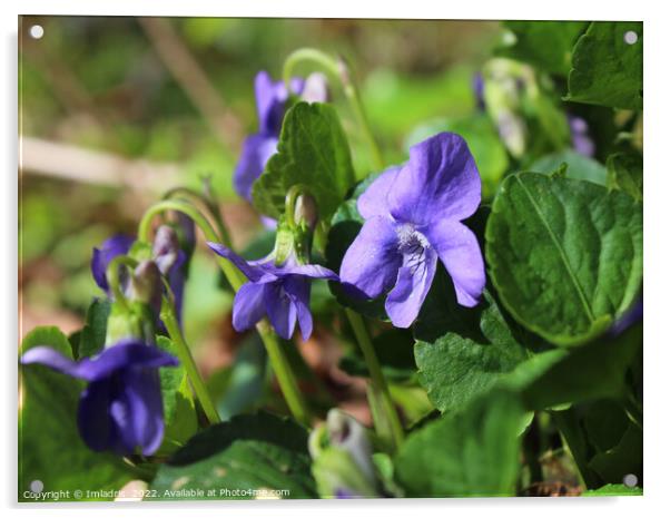 Viola sororia, the Wood violet Acrylic by Imladris 